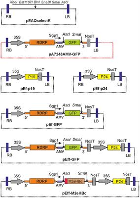 Efficient Transient Expression of Recombinant Proteins in Plants by the Novel pEff Vector Based on the Genome of Potato Virus X